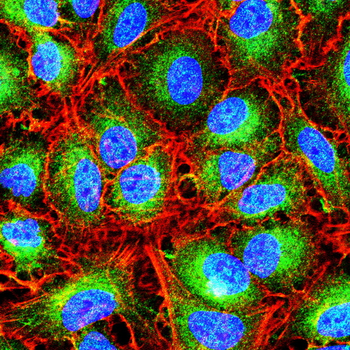 LEP Antibody