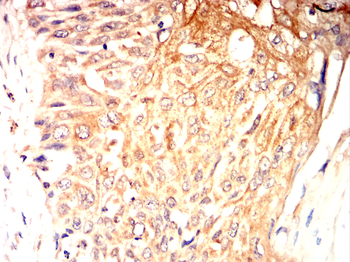 LEP Antibody