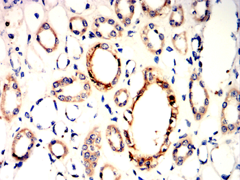 LEP Antibody