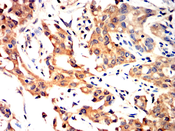 LEP Antibody
