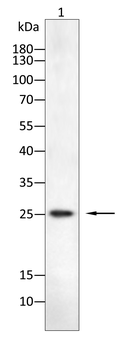 LEP Antibody