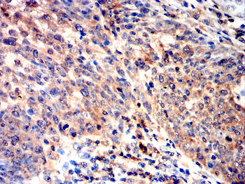 AQP5 Antibody