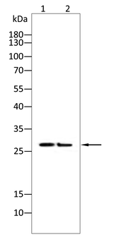 AQP5 Antibody