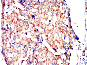 ENPP3 Antibody