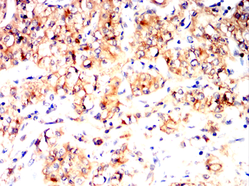 ENPP3 Antibody