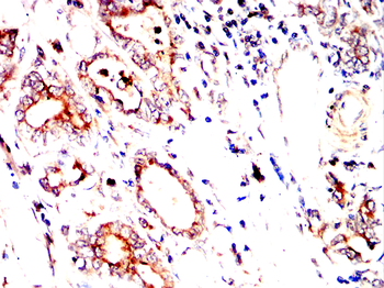 ENPP3 Antibody