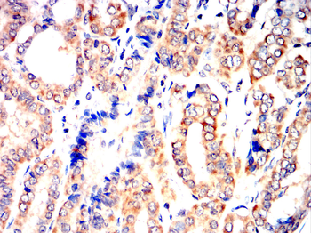 ENPP3 Antibody