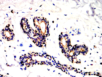 CTSD Antibody