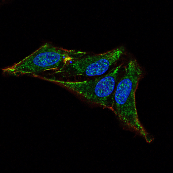 ANGPT2 Antibody
