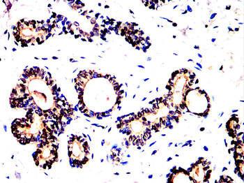 ANGPT2 Antibody
