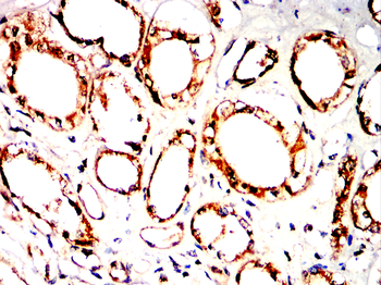 ANGPT2 Antibody