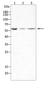 ANGPT2 Antibody