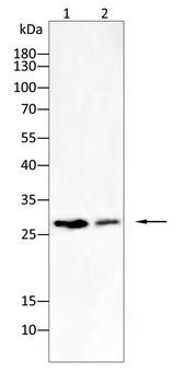 DKK1 Antibody