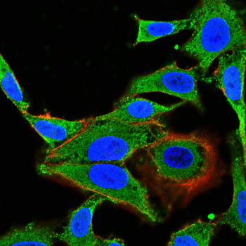 DUSP6 Antibody