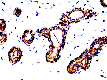 DUSP6 Antibody
