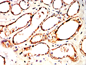 DUSP6 Antibody