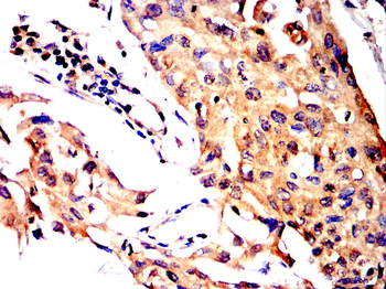 DUSP6 Antibody