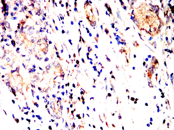 DUSP6 Antibody