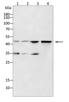 DUSP6 Antibody