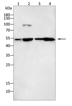 NFKB1 Antibody