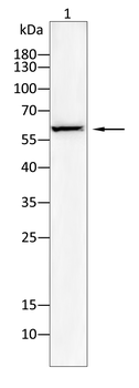 HDAC3 Antibody