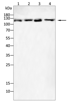 RB1 Antibody