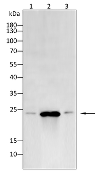 SOD2 Antibody