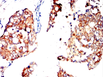 CSPG4 Antibody
