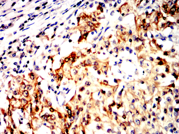 ENO2 Antibody