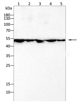 ENO2 Antibody