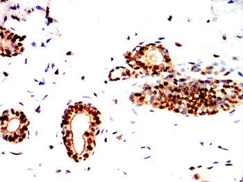 IFNG Antibody