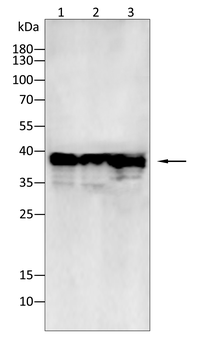 IFNG Antibody