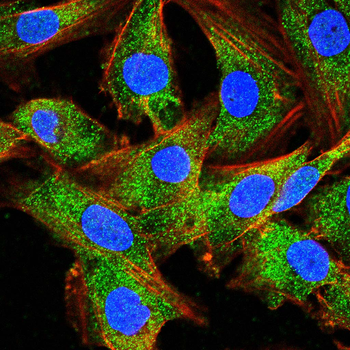 DLG4 Antibody