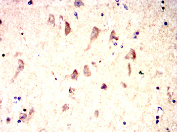 DLG4 Antibody
