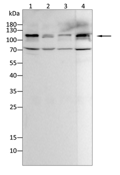 DLG4 Antibody