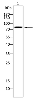 DLG4 Antibody