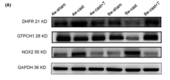 CYBB Antibody
