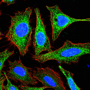 CYBB Antibody