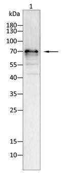 CYBB Antibody