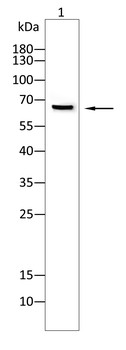 CYBB Antibody
