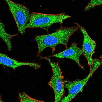 ABCG1 Antibody