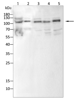 ABCG1 Antibody