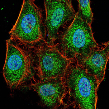 PHB Antibody