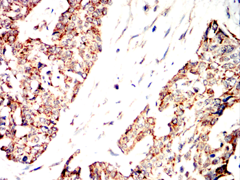 PHB Antibody