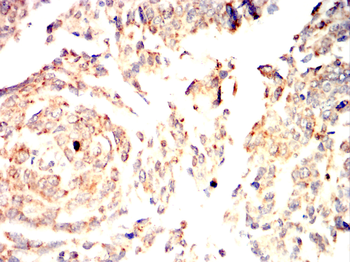 PHB Antibody
