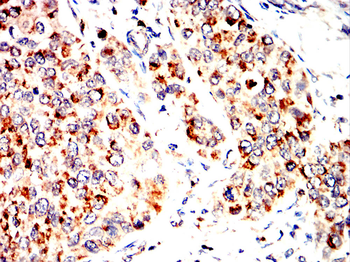 PHB Antibody
