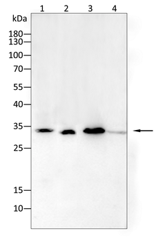 PHB Antibody