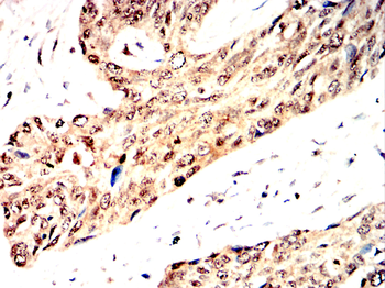 FOXA1 Antibody