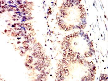 FOXA1 Antibody