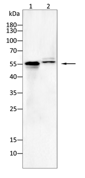 FOXA1 Antibody